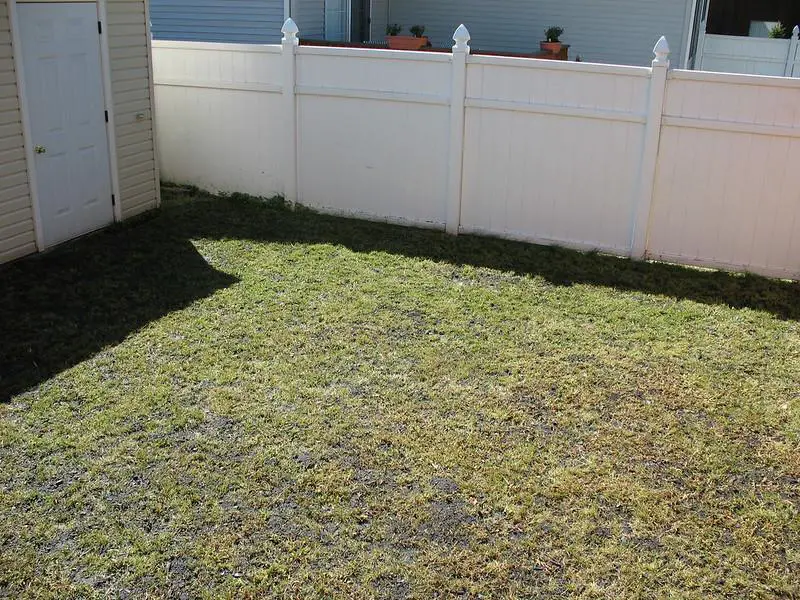 How To Overseed A Zoysia Grass Lawn Correctly?