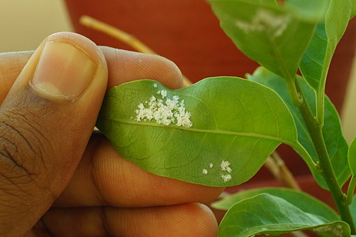 How To Tell Whiteflies From Aphids