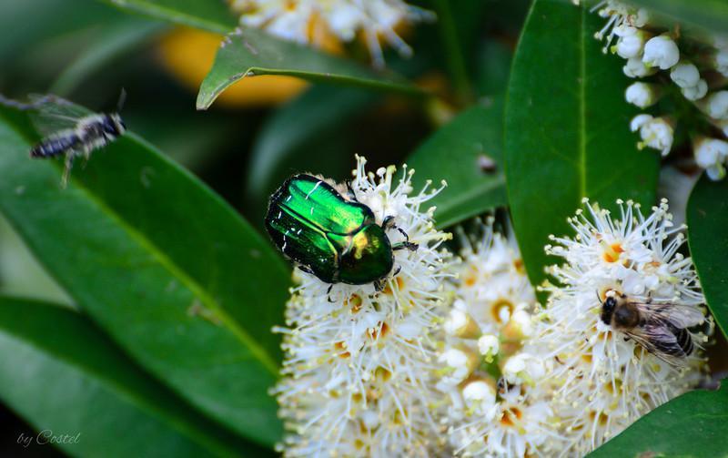 June Beetles