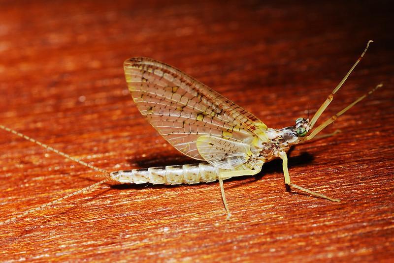 Mayflies - edible insects list