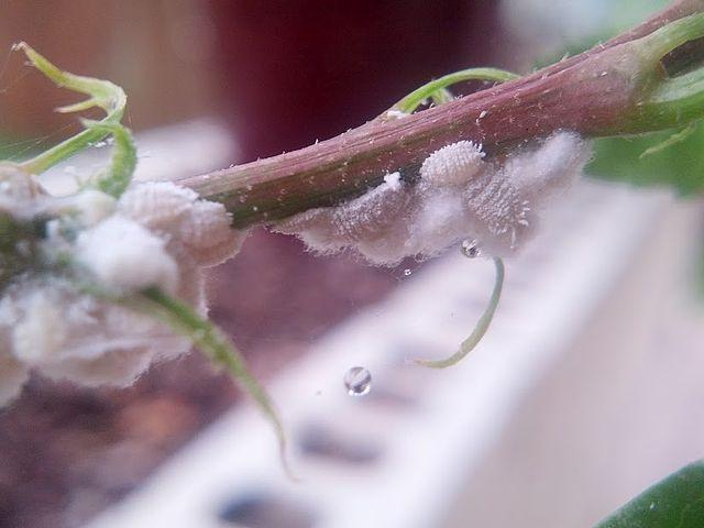 Mealybugs' Life Cycle - mealybugs on orchids do this