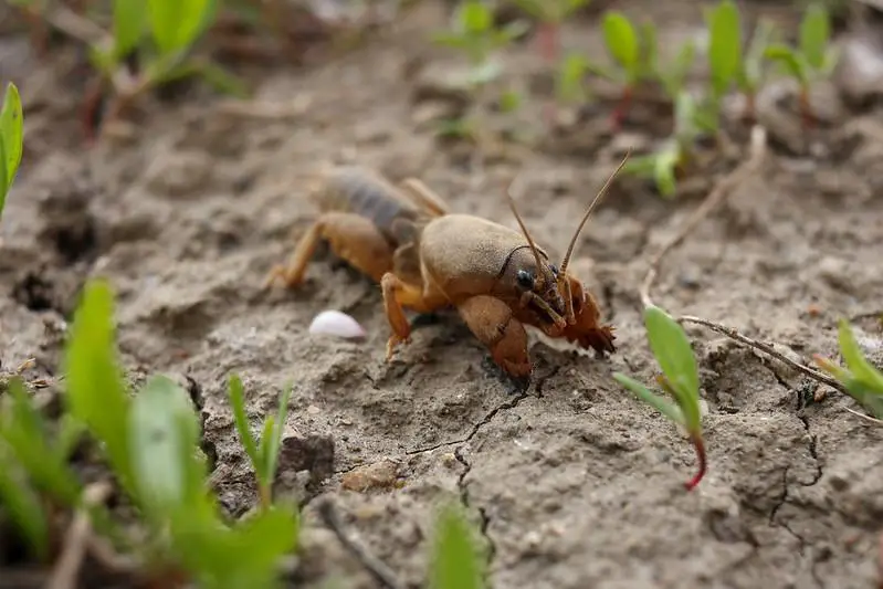 Mole Crickets - lawn insect identification