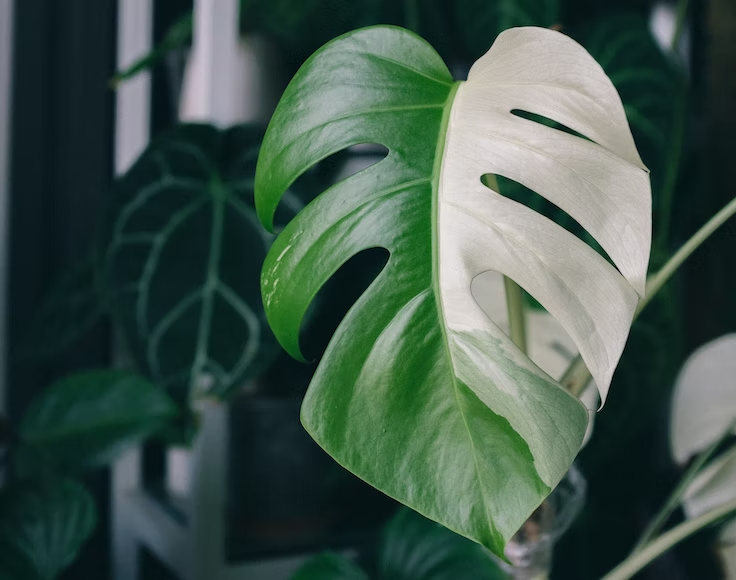 What is Monstera Variegation?
