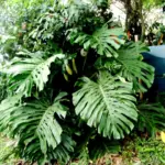 Monstera Deliciosa Vs Monstera Borsigiana: Similarities And Differences Of The Two Monstera Houseplants
