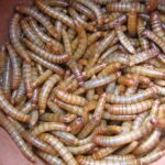 Eating Mealworms: Is It Worth It? | Pros & Cons Of Eating Mealworms