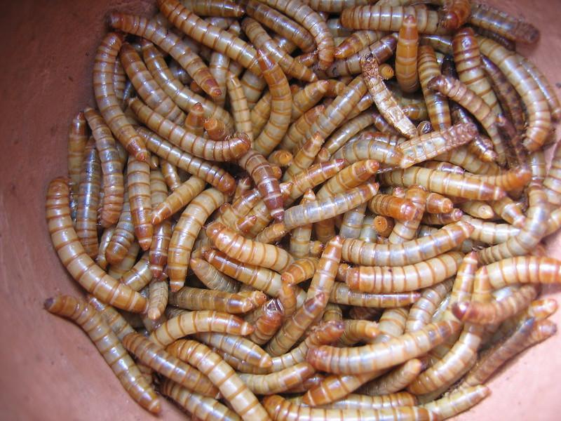 Nutritional Value Of Edible Mealworm