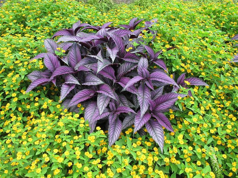 Persian Shield Plant - purple house plants