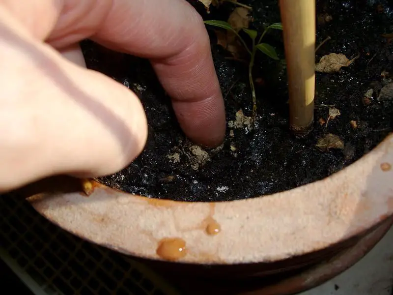 Pot Worms In The Soil - tiny clear worms in soil