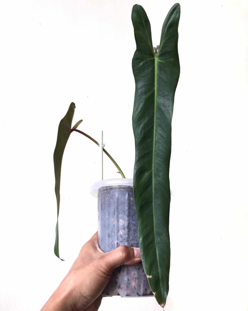 Philodendron Spiritus Sancti Profile