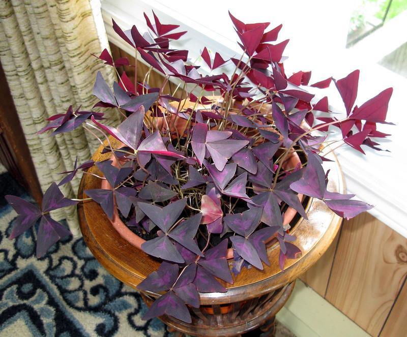 Purple Shamrock - purple house plants