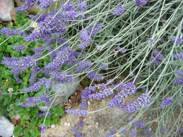 Requirements in Growing Potted Lavender