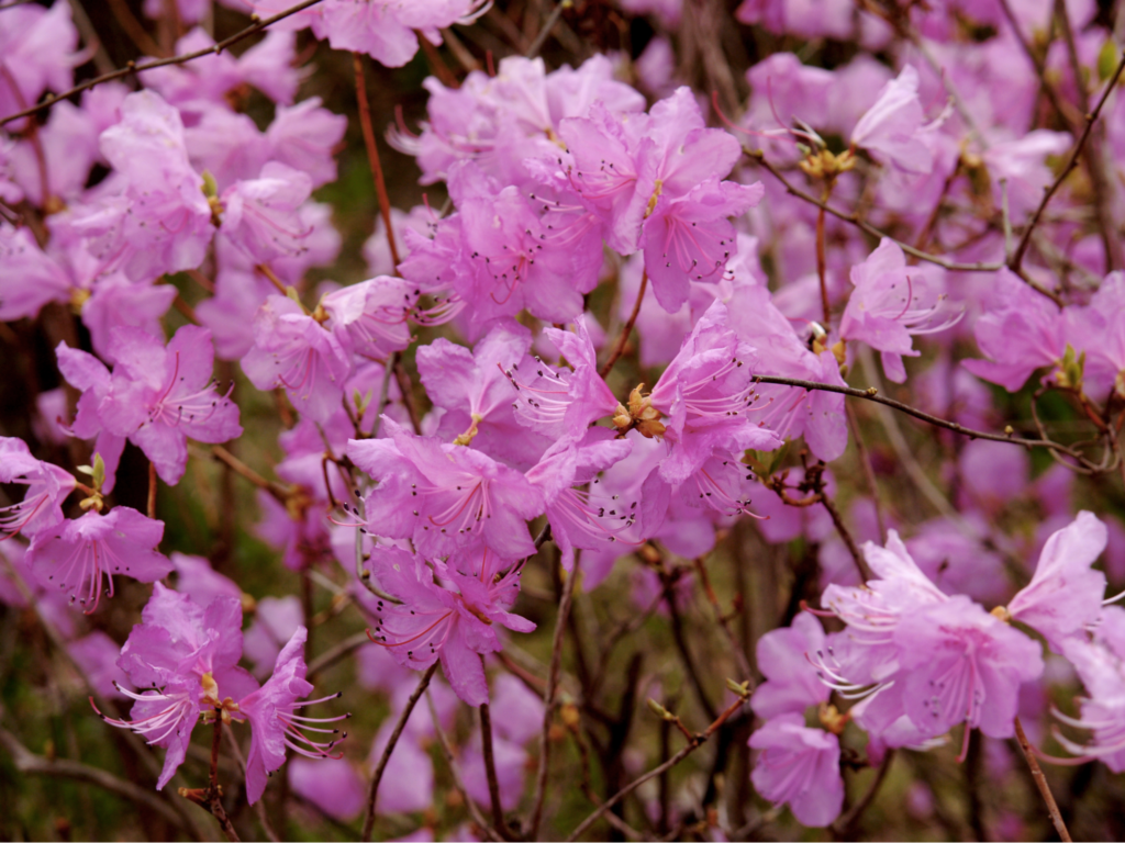 Chinese flowers - Rhododendron  