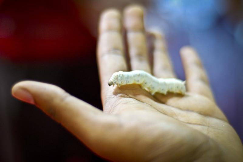 Silkworms - edible insects list
