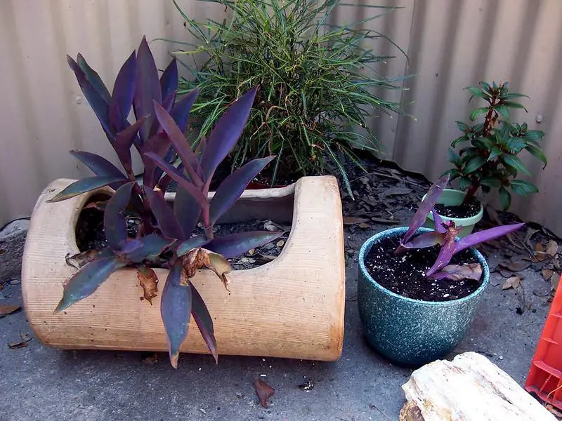 Wandering Jew - purple house plants