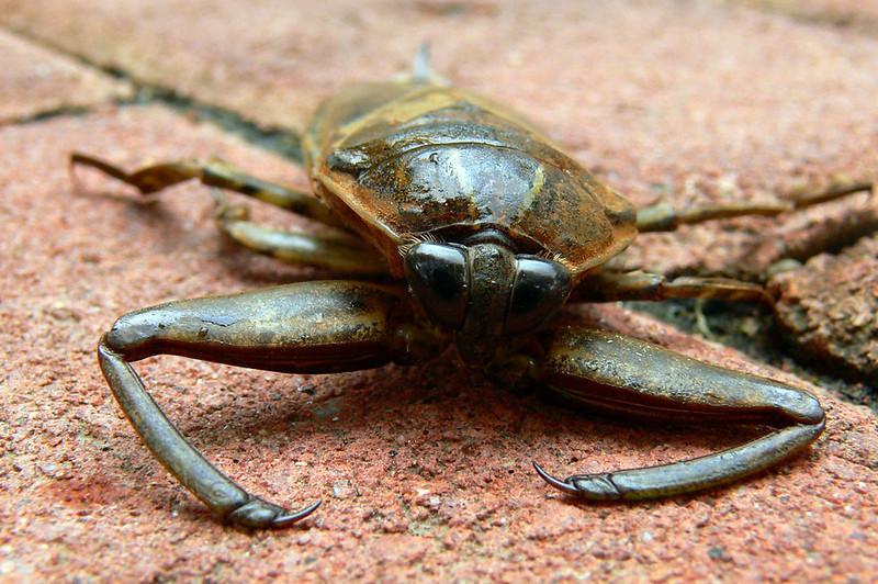 Water Scorpions - edible insects list