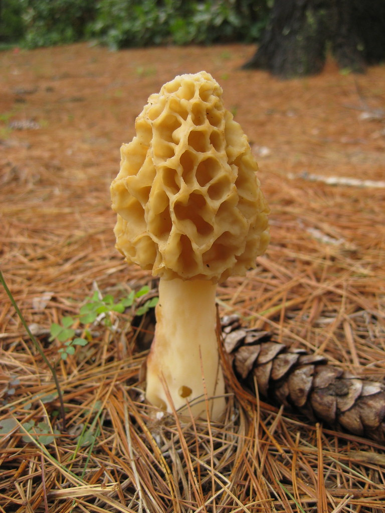 What Are Morel Mushrooms?