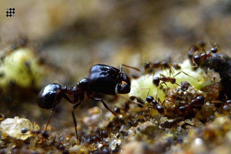 What Do Ants Taste Like?