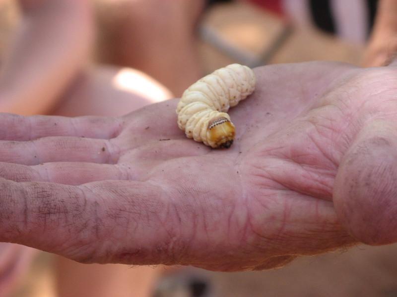 Witchetty Grubs - edible insects list
