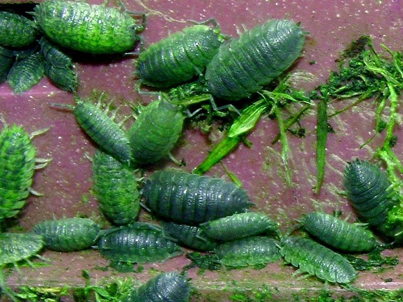 Woodlice - edible insects list