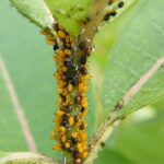 How To Get Rid Of Aphids On Your Milkweeds For Good? The Ultimate Guide
