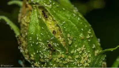 aphids vs thrips whats worse