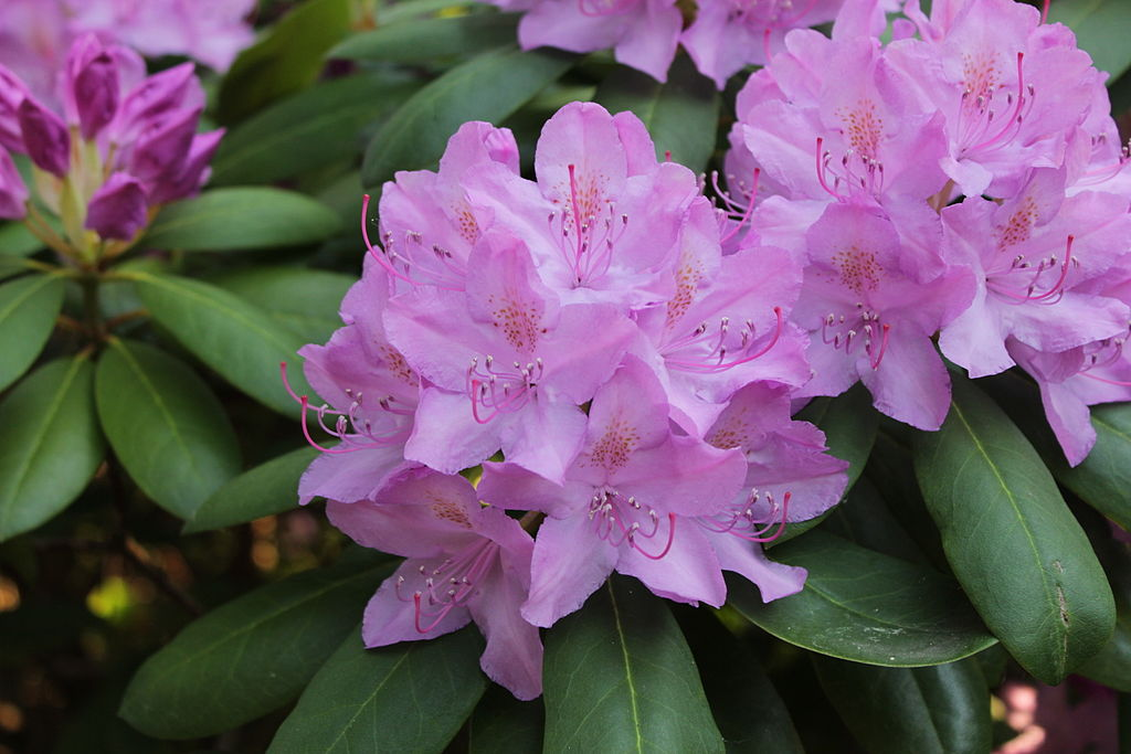 Azalea (Rhododendron)