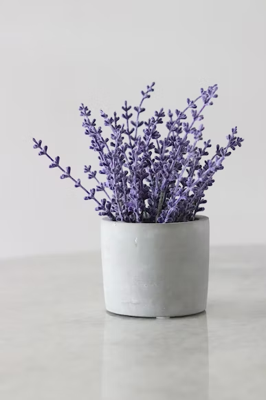 What Are The Best Varieties of Lavender To Grow in Pots or Containers?

