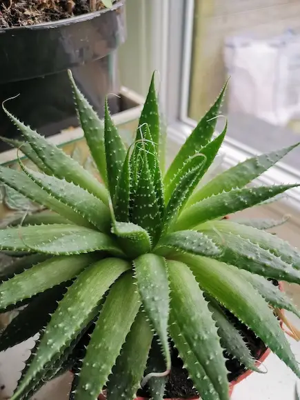 Some Common Causes of Dying Aloe Vera