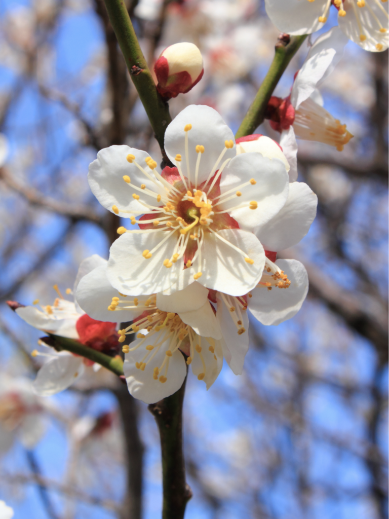 Chinese flowers - Chinese Plum Blossom (Prunus mume)