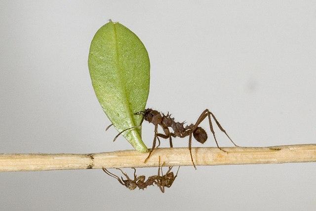 How To Collect Ants?
