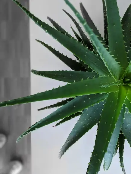 How regularly do I have to water and drain my aloe vera?