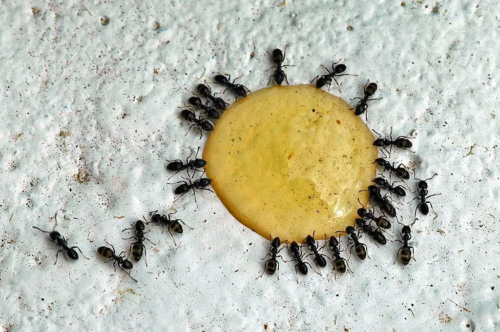 Eating ants