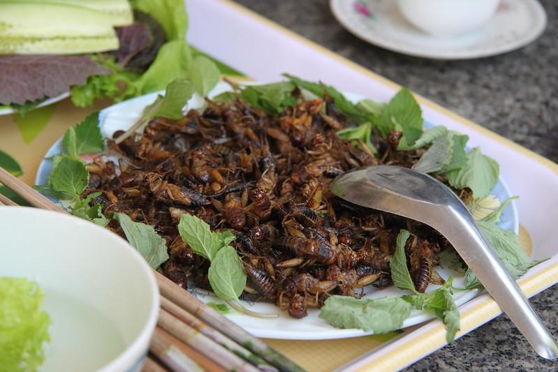Edible insects list