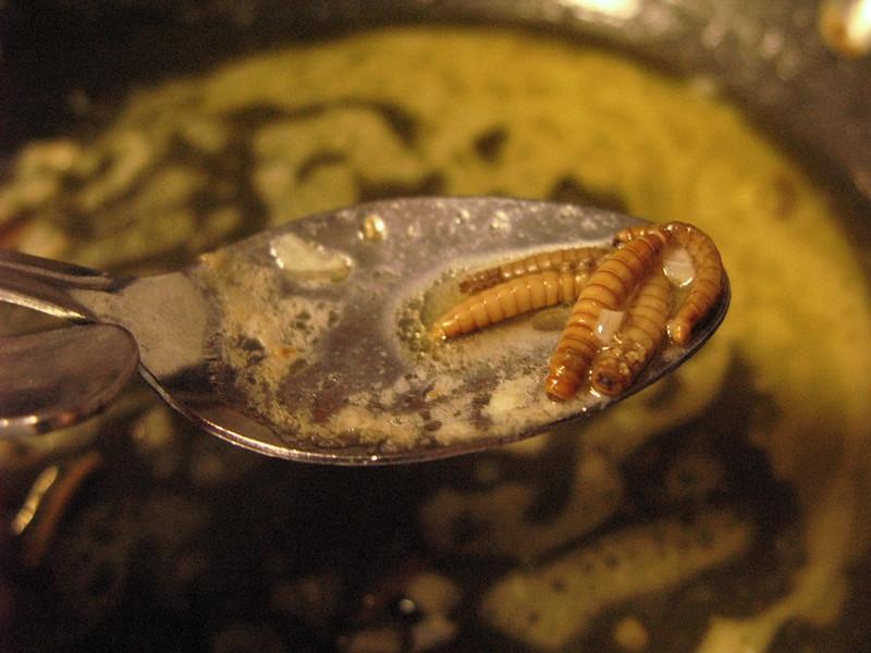 Edible mealworm