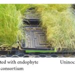 Endophytes 101: The Friendly Fungi In Your Turfgrass | A Beginner's Guide