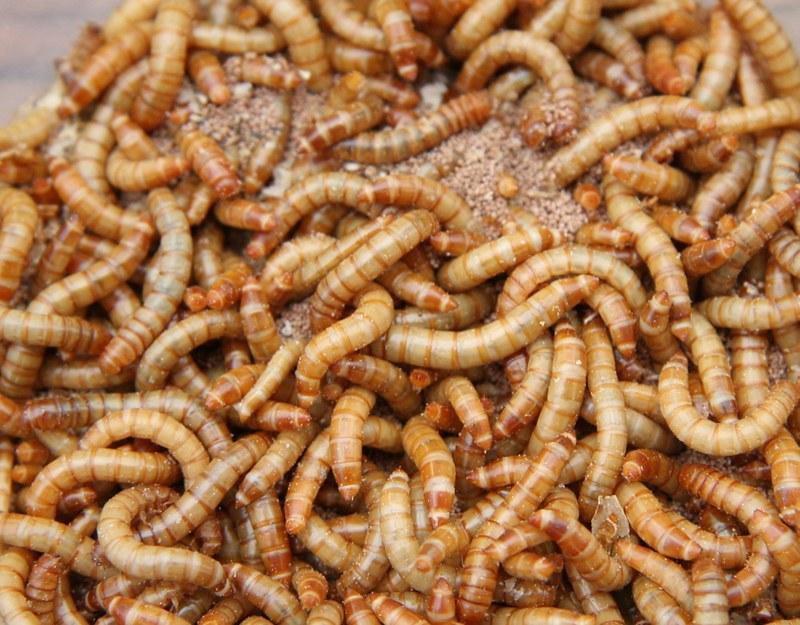 Mealworm dishes