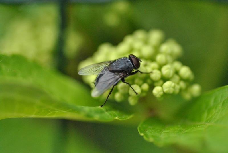 Flies - edible insects list
