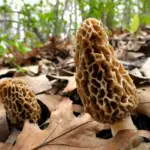 Morel Mushrooms: Key Steps in Growing These Rare and Delicious Mushrooms