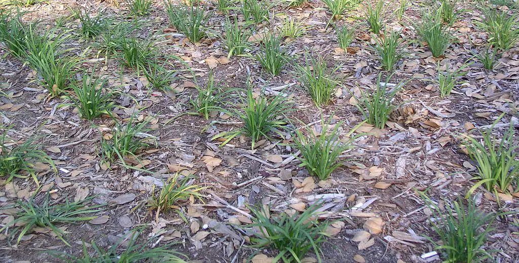 how to plant St Augustine grass using plugs