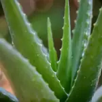 Aloe Vera Plant: Important Tips and Tricks in Reviving Your Precious Plant