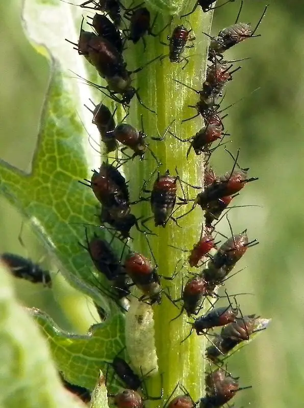 Identify aphids - aphids vs thrips whats worse