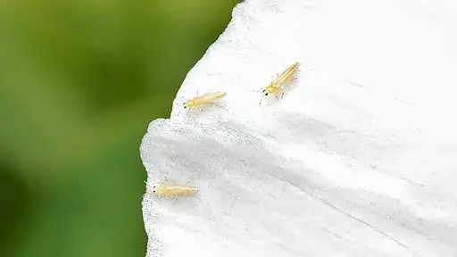 How To Identify Thrips?