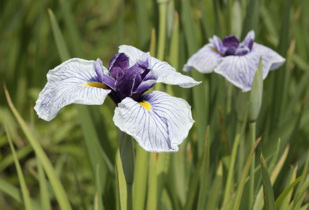 Chinese flowers - Iris