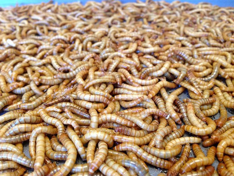 Is Eating Mealworms Good For You?