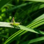 Common Lawn Pests & How To Get Rid Of Them | The Ultimate Guide