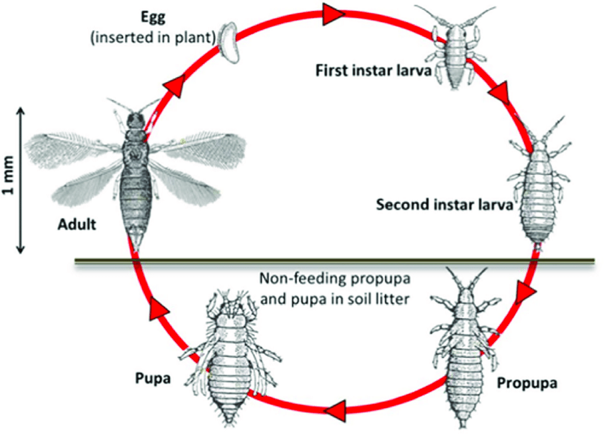 The Life Cycle Of Thrips
