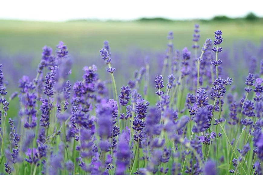 lavender care how to grow lavender in pots and containers