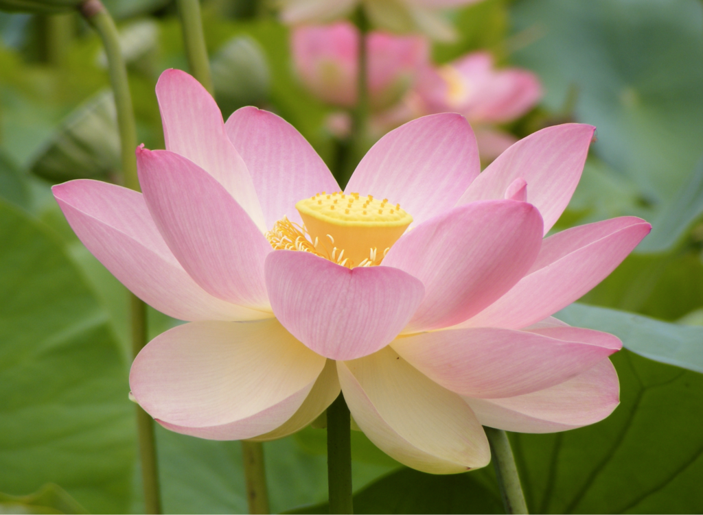 Chinese flowers - Lotus