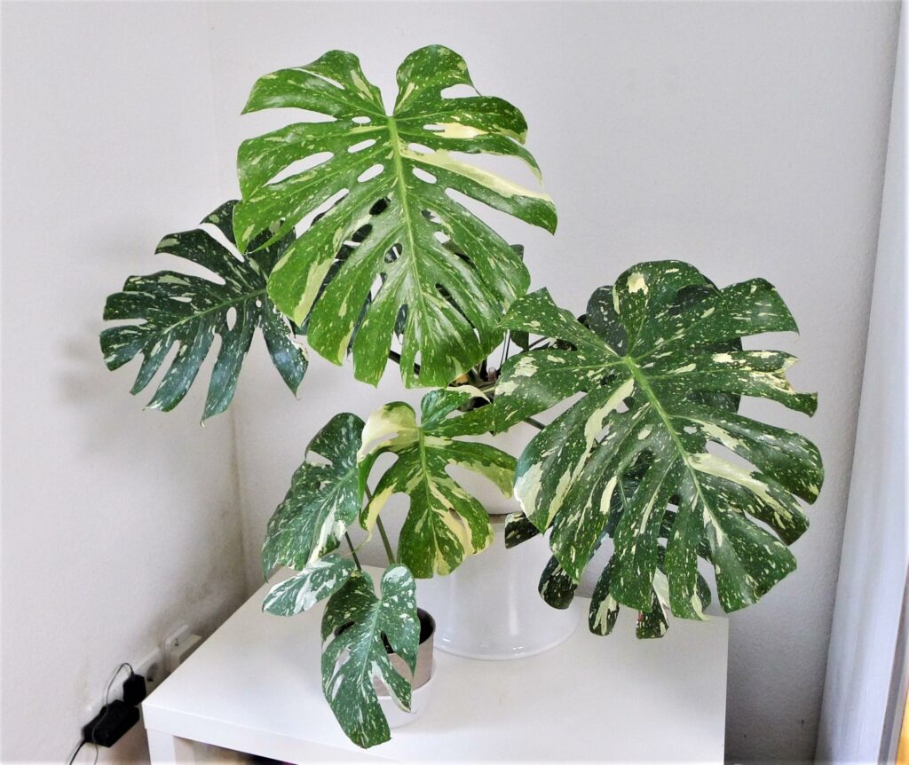 Difference Between Monstera' Albo’ and 'Thai Constellation'