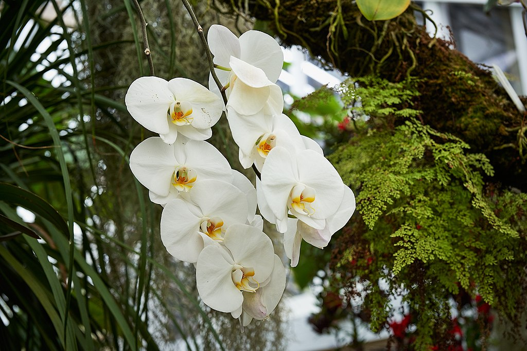 Chinese Flowers - Orchid
